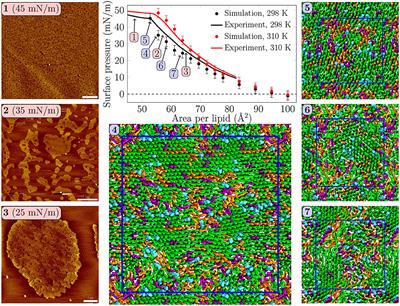 Understanding the Functional Properties of Lipid Heterogeneity in Pulmonary Surfactant Monolayers at the Atomistic Level